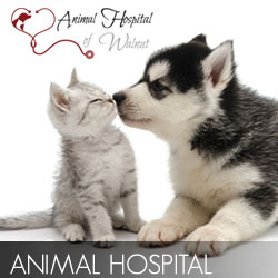 Animal Hospital Video Production